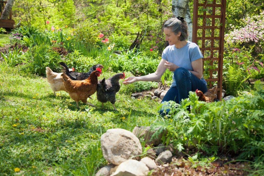 Frau füttert Hühner im Garten | Hühnerfutter