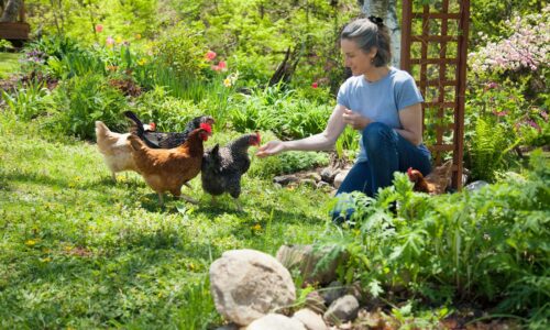 Warum Federvieh den Garten verändert